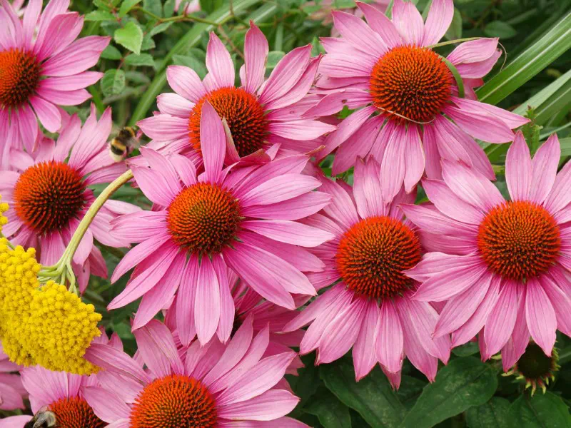 Echinacea nachová